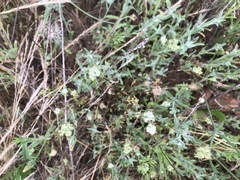 Daucus pusillus