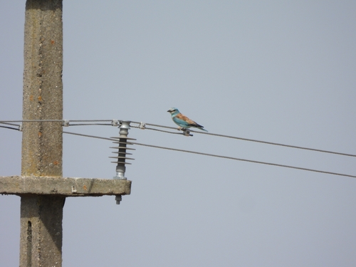 European Roller