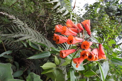 Bomarea acutifolia