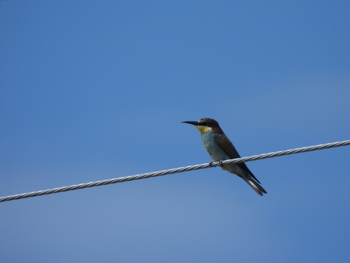 European Bee-eater