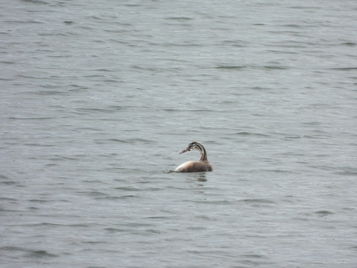 Great Crested Grebe