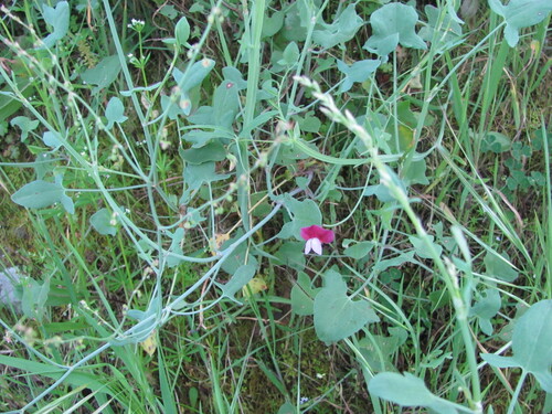 Lathyrus clymenum, photograph 1