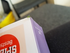 Leptophyes punctatissima