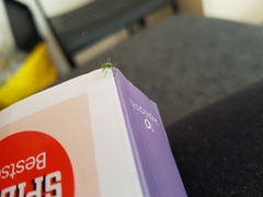 Leptophyes punctatissima