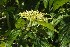 Cornus macrophylla