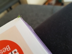 Leptophyes punctatissima