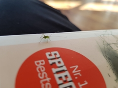 Leptophyes punctatissima