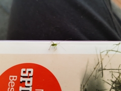 Leptophyes punctatissima