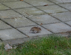 Apodemus flavicollis