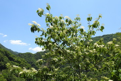 Cornus macrophylla