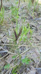Dactylorhiza incarnata cruenta