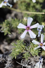 Phlox hoodii