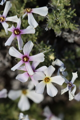 Phlox hoodii