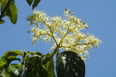 Cornus macrophylla