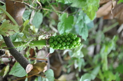 Arum italicum
