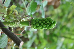 Arum italicum