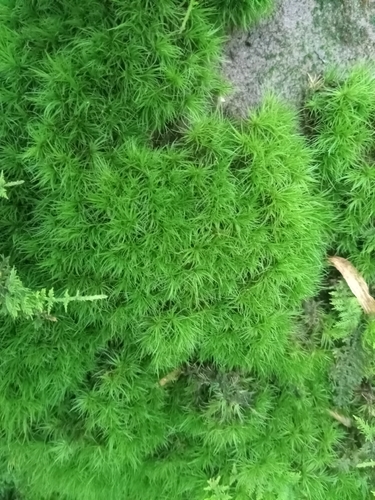 Orthodicranum fulvum observed 2026-08-25