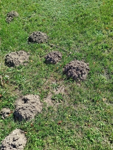 European Mole