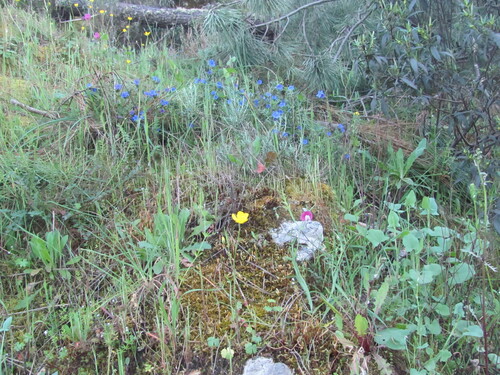 Lathyrus clymenum