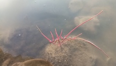 Pseudopterogorgia