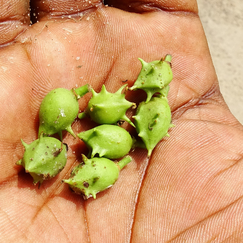 Image of Schleichera oleosa by (c) renjus box, some rights reserved (CC BY)