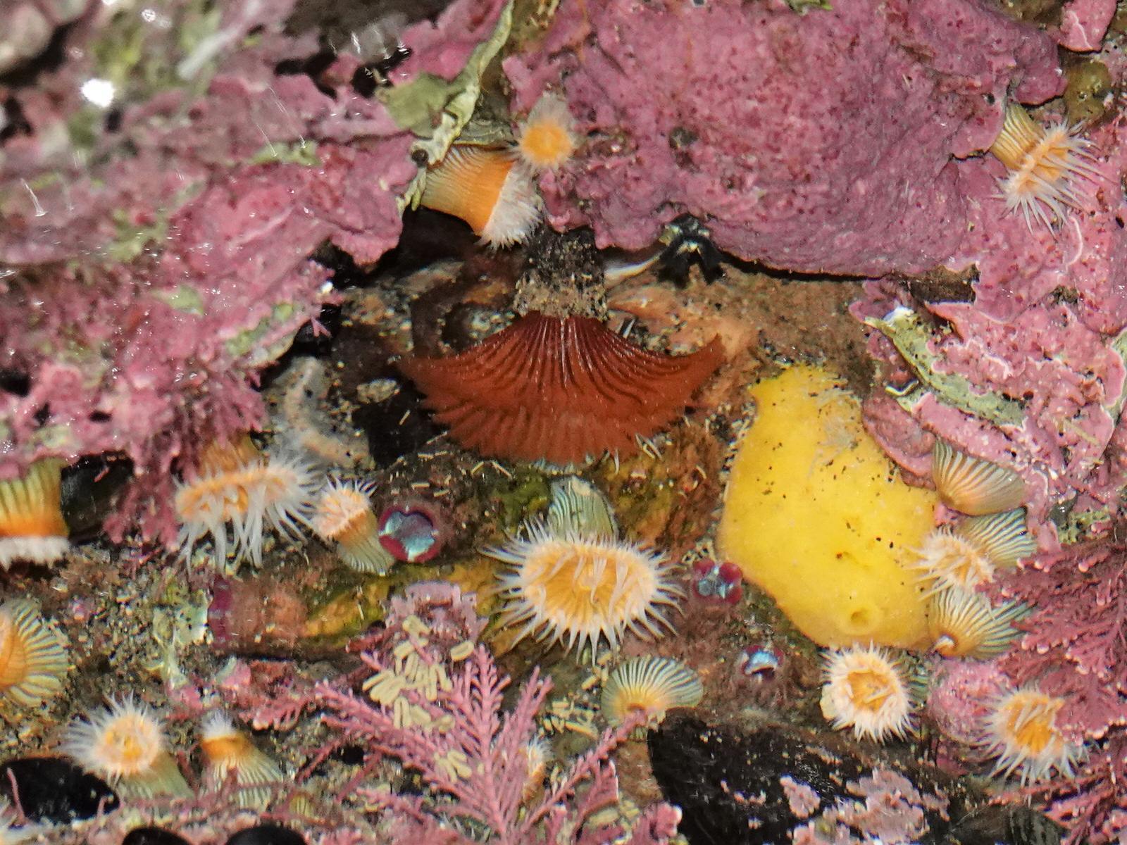 Asterocarpa humilis (Heller, 1878)
