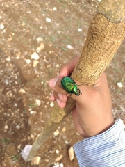 Cotinis viridicyanea