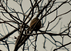 Glaucidium radiatum