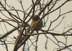 Glaucidium radiatum