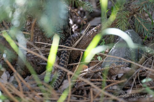 Tongtianhe pit viper, Gloydius rubromaculatus