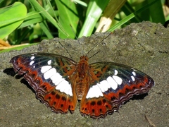 Moduza procris neutra