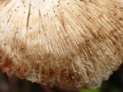 Inocybe sindonia