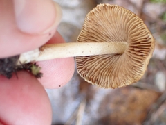 Inocybe sindonia
