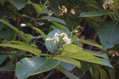 Ehretia dicksonii
