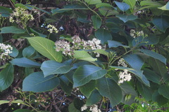 Ehretia dicksonii