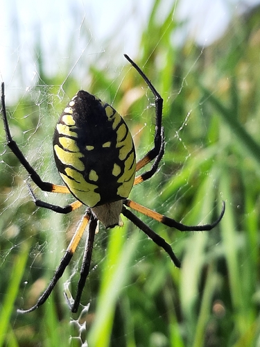 Yellow Garden Spider