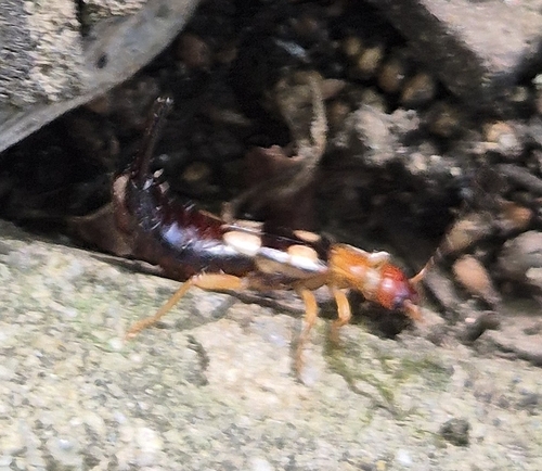Smyrnean Earwig