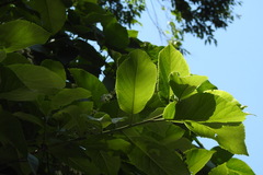 Ehretia dicksonii