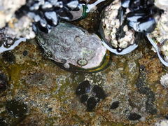 Notoacmea parviconoidea