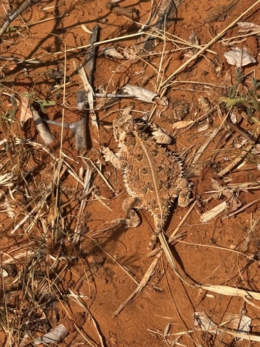 Texas Horned Lizard