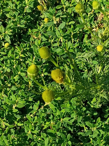 pineapple-weed