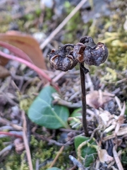 Pyrola chlorantha