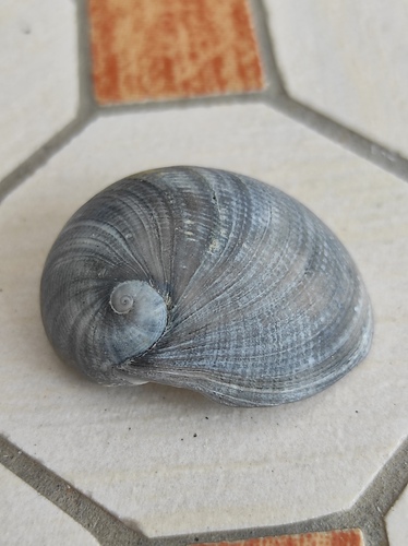 Sinum bifasciatum observed 2026-08-27