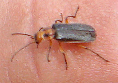 Atalantycha bilineata