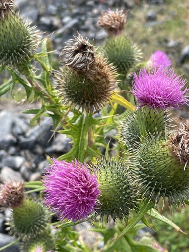 Bull Thistle