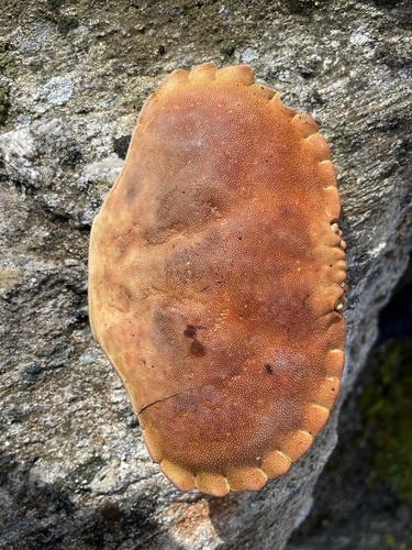 Edible Crab