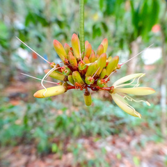 Quassia indica