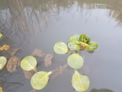 Ludwigia repens