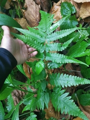 Diplazium taiwanense