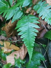 Diplazium taiwanense